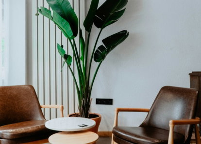green indoor plant beside brown wooden table